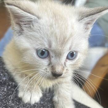 Mia -  Siamese and American Shorthair Cat for Adoption in Lilburn, Georgia - Mia | PetCurious