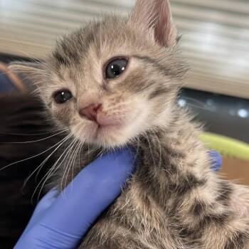 Evgene -  Domestic Short Hair Cat for Adoption in Philadelphia, Pennsylvania - Evgene | PetCurious