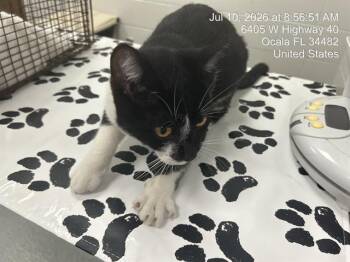 A385762 -  Domestic Short Hair Cat for Adoption in Ocala, Florida - A385762 | PetCurious