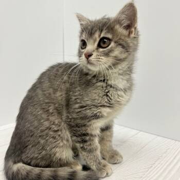 Rescue Domestic Short Hair Cats for Adoption in Dayton, Ohio - Cedar | PetCurious