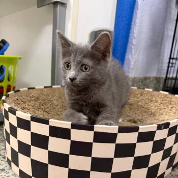 Whistler -  Domestic Short Hair Cat for Adoption in Falls Church, Virginia - Whistler | PetCurious