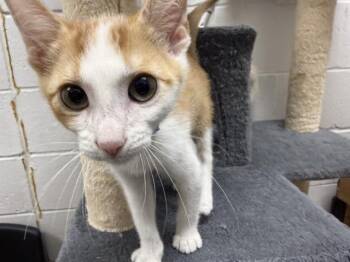 RIZZ -  Domestic Medium Hair Cat for Adoption in Brentwood, Missouri - RIZZ | PetCurious