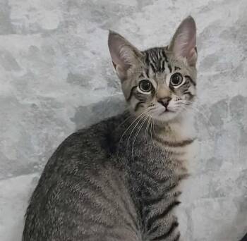 Rescue Domestic Short Hair Cats for Adoption in Delhi, Ontario - WEST | PetCurious