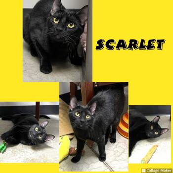Domestic Short Hair Cats Available for Adoption in Clearfield, Pennsylvania - Scarlett | PetCurious