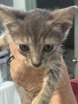 $00Trooper -  Domestic Medium Hair and Domestic Short Hair Cat for Adoption in Picayune, Mississippi - $00Trooper | PetCurious