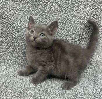 Smokey Goshen -  Domestic Short Hair Cat for Adoption in Sullivan, Indiana - Smokey Goshen | PetCurious