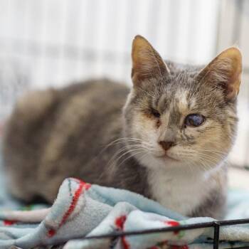Domestic Short Hair Cats Available for Adoption - Elle Driver | PetCurious