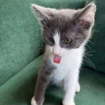 Calvin Coolidge -  Domestic Short Hair Cat for Adoption in Escondido, California - Calvin Coolidge | PetCurious