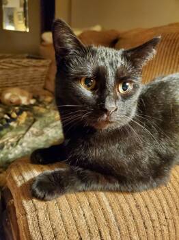 Rescue Domestic Short Hair Cats for Adoption in Aurora, Indiana - Hogans : Black Beauty Stella | PetCurious