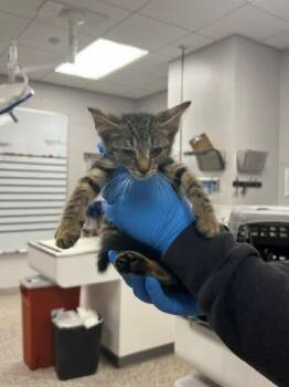 Hanakuso -  Domestic Short Hair Cat for Adoption in Gastonia, North Carolina - Hanakuso | PetCurious