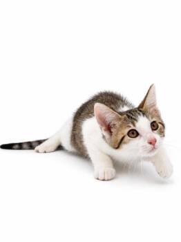 Ember -  Domestic Short Hair Cat for Adoption in Bowling Green, Kentucky - Ember | PetCurious