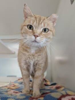 Hope -  Domestic Short Hair Cat for Adoption in Columbus, Indiana - Hope | PetCurious