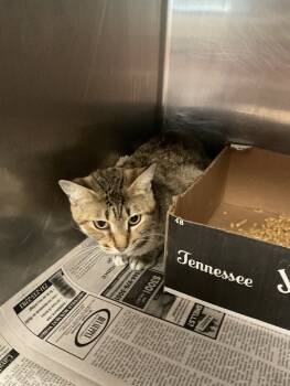 Rescue Domestic Short Hair Cats for Adoption in Jackson, Tennessee - Rigatoni | PetCurious