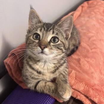 Riley -  Tabby Cat for Adoption in Grand Rapids, Michigan - Riley | PetCurious