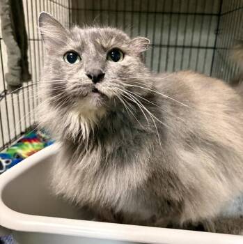 Domestic Long Hair Cats Available for Adoption in St. Peters, Missouri - Saara | PetCurious