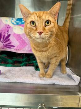 DOBBY -  Domestic Short Hair Cat for Adoption in Hagerstown, Maryland - DOBBY | PetCurious