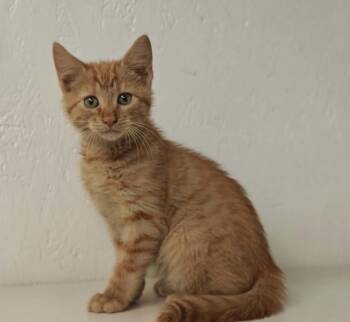 Rumble -  Domestic Medium Hair and Tabby Cat for Adoption in West Palm Beach, Florida - Rumble | PetCurious