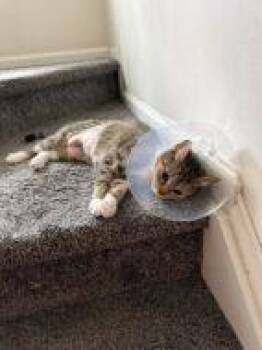 Domestic Short Hair Cats Available for Adoption in West Chester, Pennsylvania - Noura | PetCurious