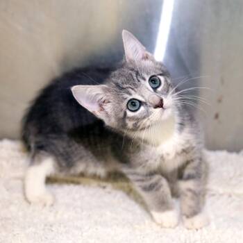 Carissa -  Domestic Short Hair Cat for Adoption in Lambertville, New Jersey - Carissa | PetCurious