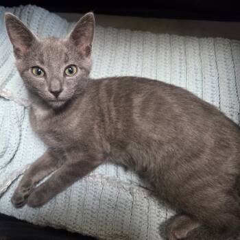 Rescue Domestic Short Hair Cats for Adoption in Johnstown, Pennsylvania - Cole | PetCurious