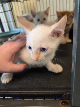 Domestic Short Hair Cats Available for Adoption in Bossier City, Louisiana - Freckles | PetCurious