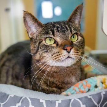 Domestic Short Hair Cats Available for Adoption - Semi | PetCurious