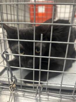 OLIVE -  Domestic Medium Hair Cat for Adoption in Las Vegas, Nevada - OLIVE | PetCurious