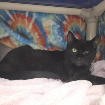 Carrot -  Domestic Short Hair Cat for Adoption in Fort Wayne, Indiana - Carrot | PetCurious