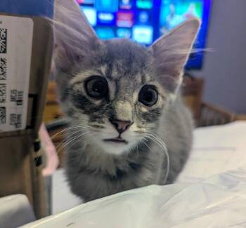 Clove -  Domestic Medium Hair Cat for Adoption in Lenexa, Kansas - Clove | PetCurious