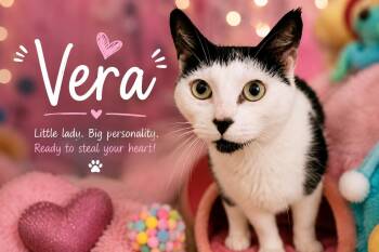 Domestic Short Hair Cats Available for Adoption in Greenville, Delaware - Vera (FCID# 05/12/2026 - 43 Trainer) | PetCurious