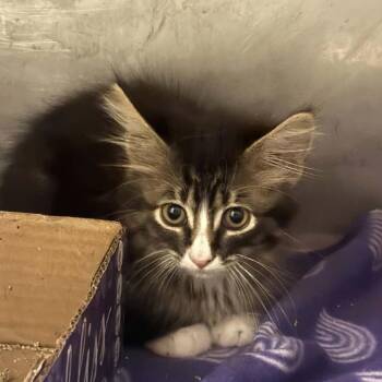 Milton -  Domestic Medium Hair Cat for Adoption in Edwards, Illinois - Milton | PetCurious