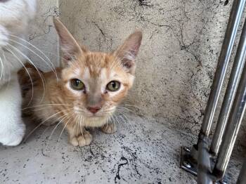Domestic Short Hair Cats Available for Adoption in Oklahoma City, Oklahoma - A473717 | PetCurious