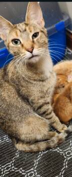 Reyas -  Domestic Short Hair Cat for Adoption in Lewis Center, Ohio - Reyas | PetCurious