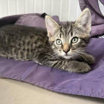Wiggle -  Domestic Short Hair Cat for Adoption in Beaufort, South Carolina - Wiggle | PetCurious