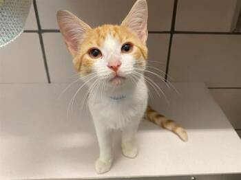 BASHFUL -  Domestic Short Hair Cat for Adoption in Fort Wayne, Indiana - BASHFUL | PetCurious