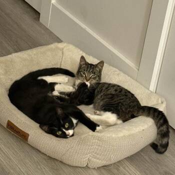 Rescue American Shorthair Cats for Adoption in Weehawken Township, New Jersey - Oreo & Lulu | PetCurious