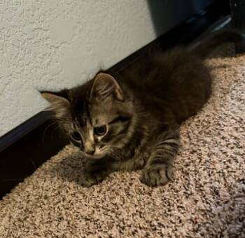Bluey -  Domestic Short Hair Cat for Adoption in Overland Park, Kansas - Bluey | PetCurious