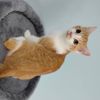 Rescue Domestic Short Hair Cats for Adoption in Decherd, Tennessee - Butterball | PetCurious