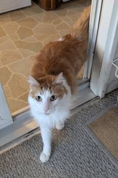 Domestic Long Hair Cats Available for Adoption - Bogie | PetCurious