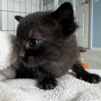 Oliver -  Domestic Short Hair Cat for Adoption in Calgary, Alberta - Oliver | PetCurious