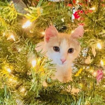 Domestic Short Hair Cats Available for Adoption - Jimmy Buffett | PetCurious