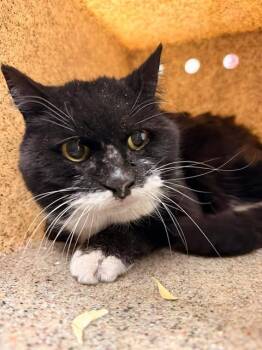 Domestic Short Hair Cats Available for Adoption in Fruit Heights, Utah - Abuelita | PetCurious