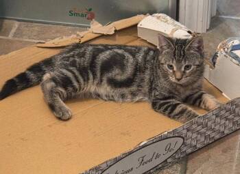 Domestic Short Hair Cats Available for Adoption in Rockaway, New Jersey - Bunny