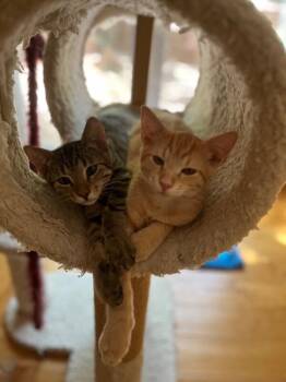 Sugar -  Domestic Short Hair Cat for Adoption in Diamond Springs, California - Sugar | PetCurious