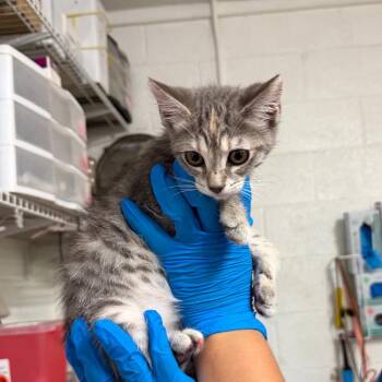 Joni -  Domestic Short Hair Cat for Adoption in Edinburg, Texas - Joni | PetCurious