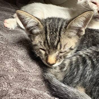 Domestic Short Hair Cats Available for Adoption in Yuma, Arizona - Rose | PetCurious