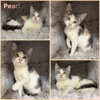 Pearl -  Domestic Short Hair Cat for Adoption in Windy Hills, Kentucky - Pearl | PetCurious