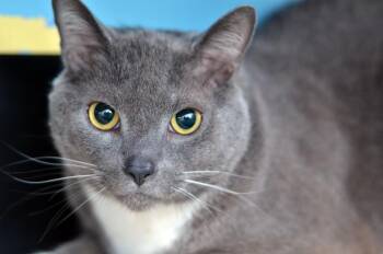 Domestic Short Hair and American Bobtail Cats Available for Adoption in Sanford, Florida - Shadow | PetCurious