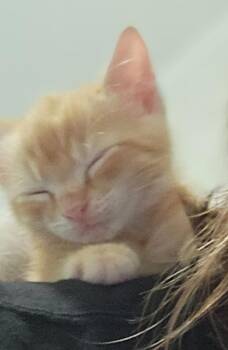 Timmy Gene -  Domestic Short Hair Cat for Adoption in Cary, North Carolina - Timmy Gene | PetCurious