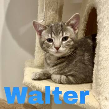 Walter -  Domestic Short Hair Cat for Adoption - Walter | PetCurious